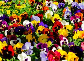 İK Blogu: İK Bahçesinden