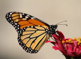 Tırtılın Kelebeğe Dönüşüm Hikayesi