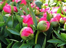 Potansiyel Gelişimi İçin