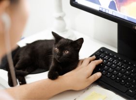 İş Stresine Karşı Ofiste Kedi Uygulaması