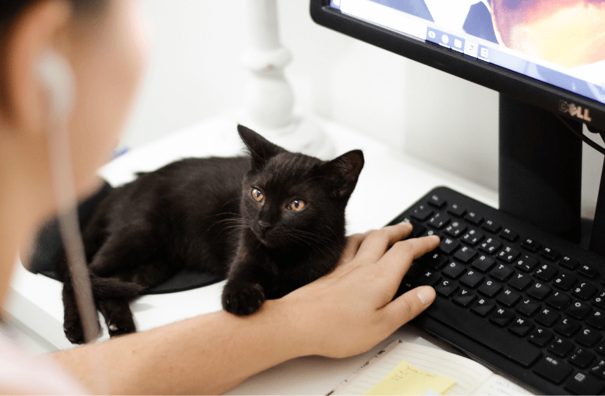 Ofis ortamındaki kedi.