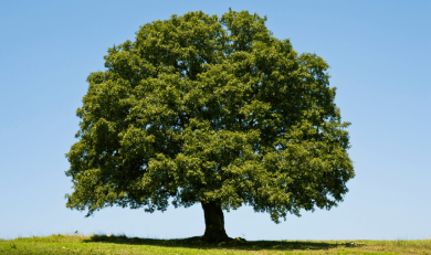 Meşe ile Saz Hikayesi: Esnekliğin Derin Gücü